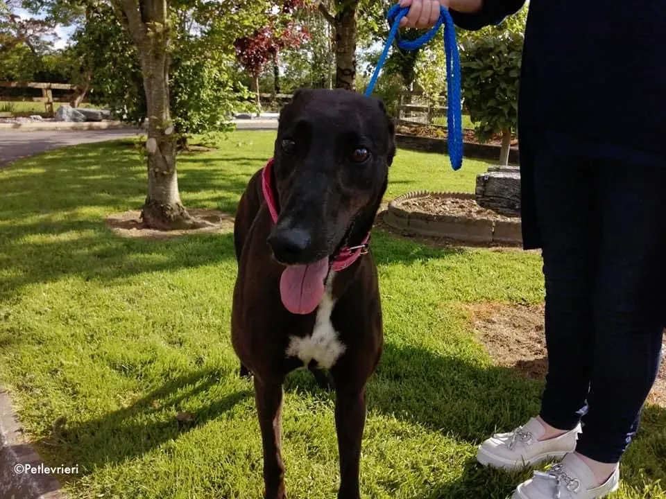 gem adozione levrieri greyhound 6