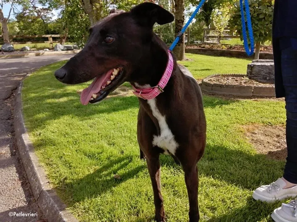 gem adozione levrieri greyhound 7