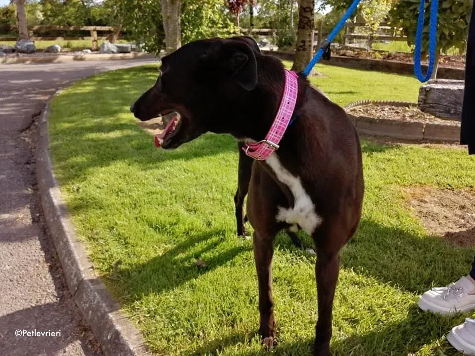 gem adozione levrieri greyhound 8