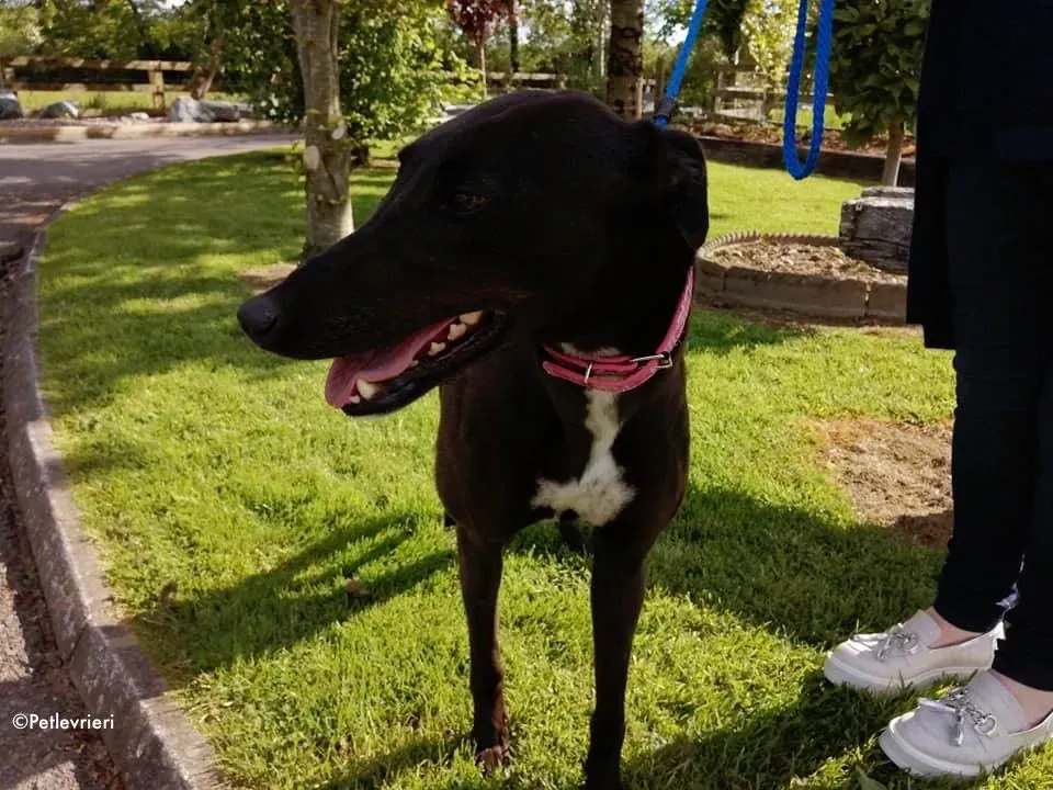 gem adozione levrieri greyhound 9