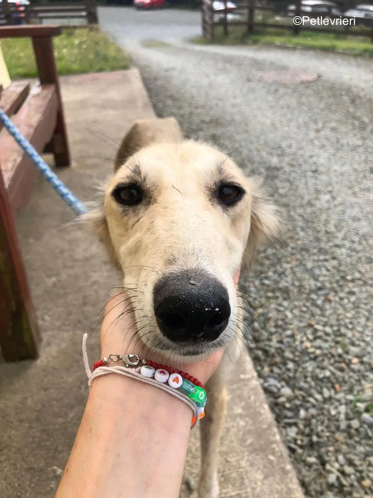 gemma adozione levrieri greyhound 10