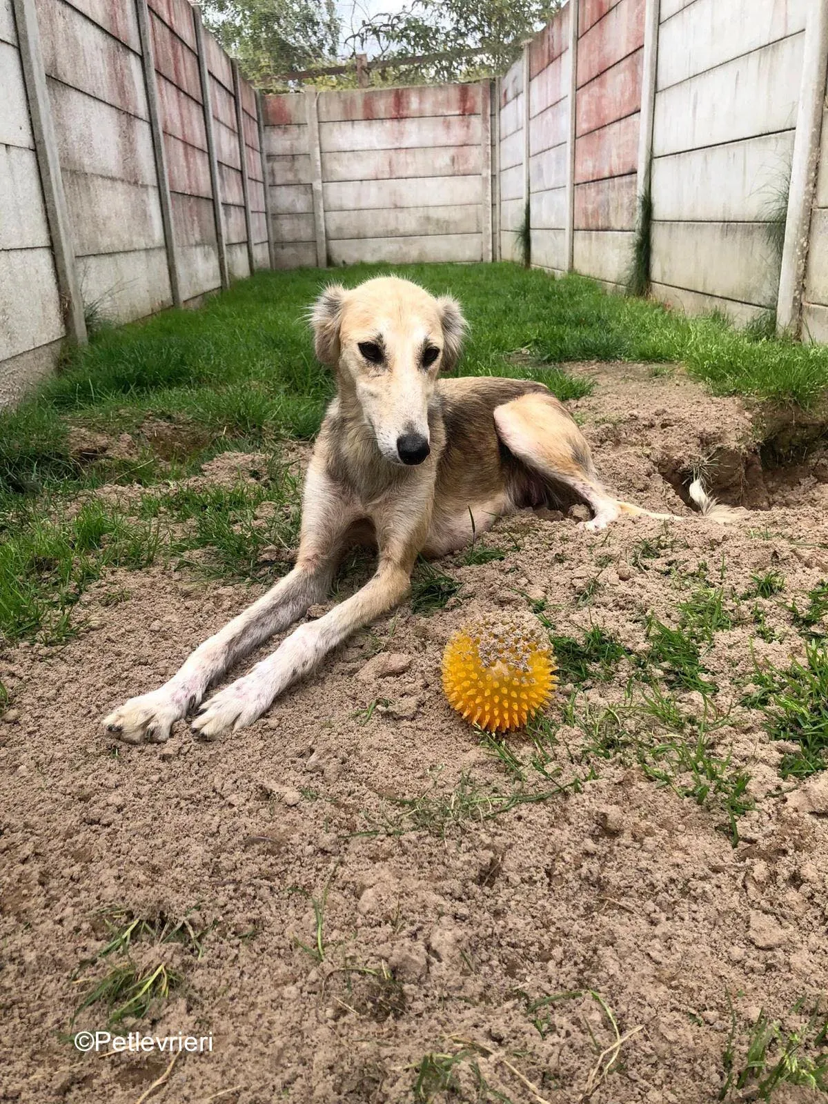 gemma adozione levrieri greyhound 11