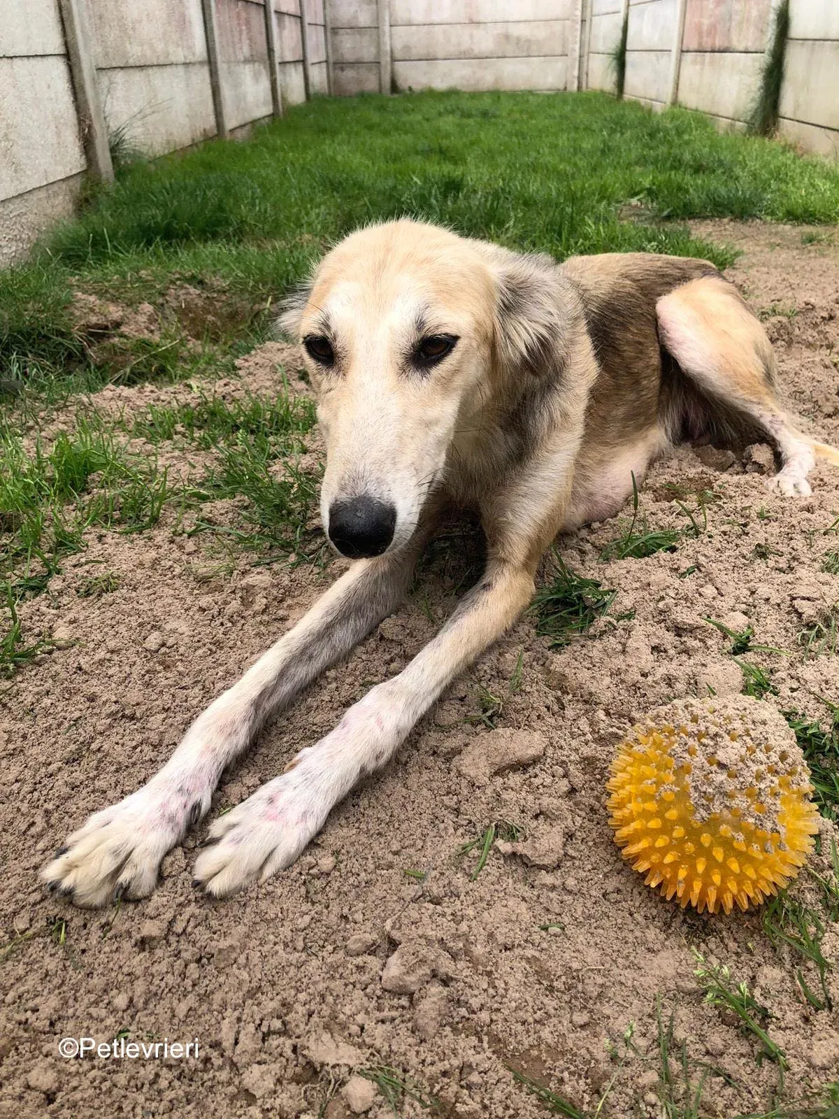 gemma adozione levrieri greyhound 12