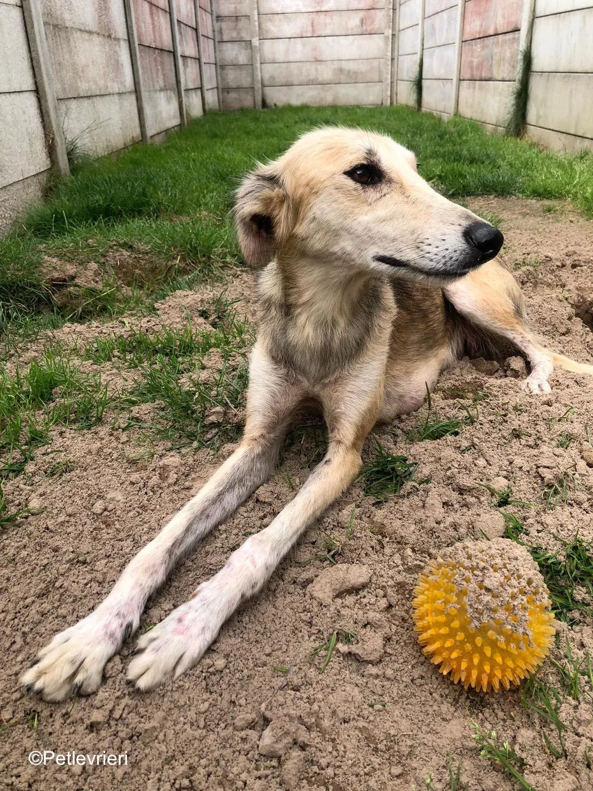 gemma adozione levrieri greyhound 13