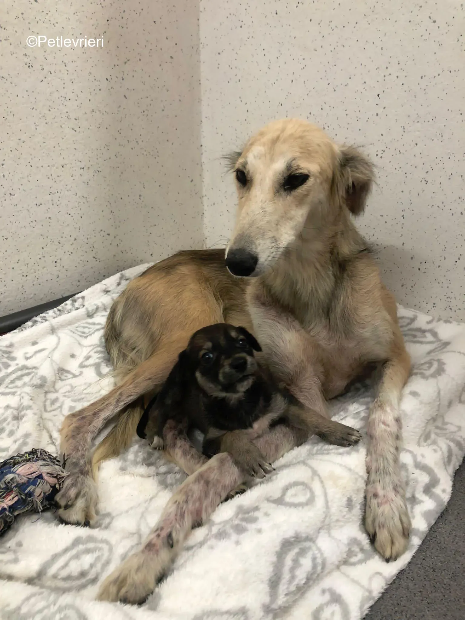 gemma adozione levrieri greyhound 3