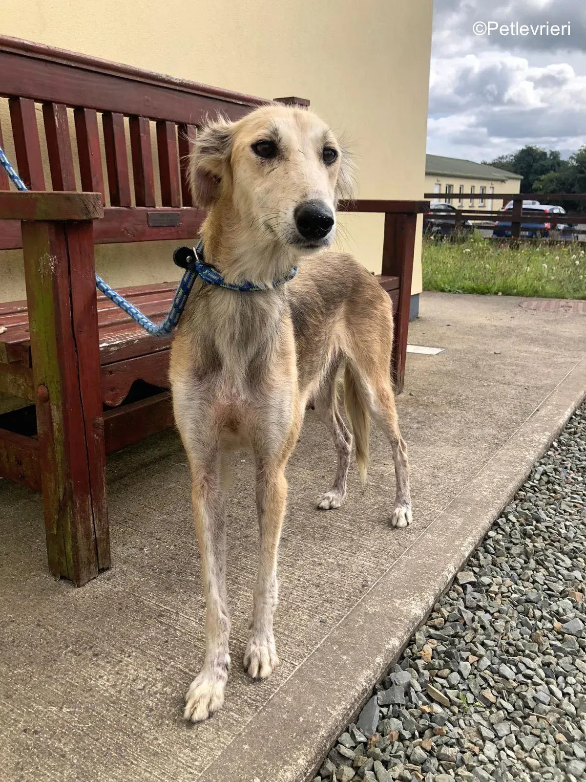 gemma adozione levrieri greyhound 4