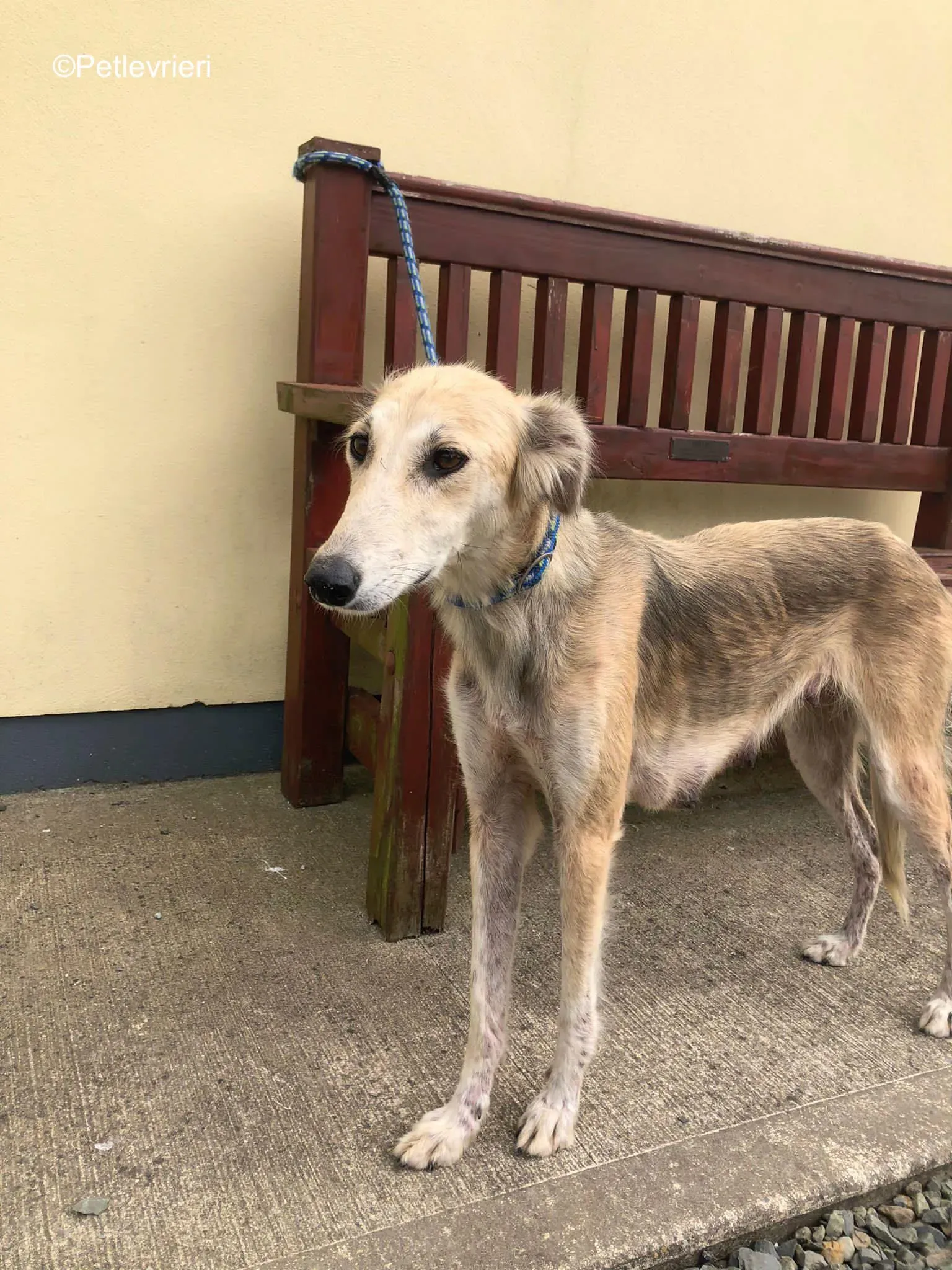 gemma adozione levrieri greyhound 5