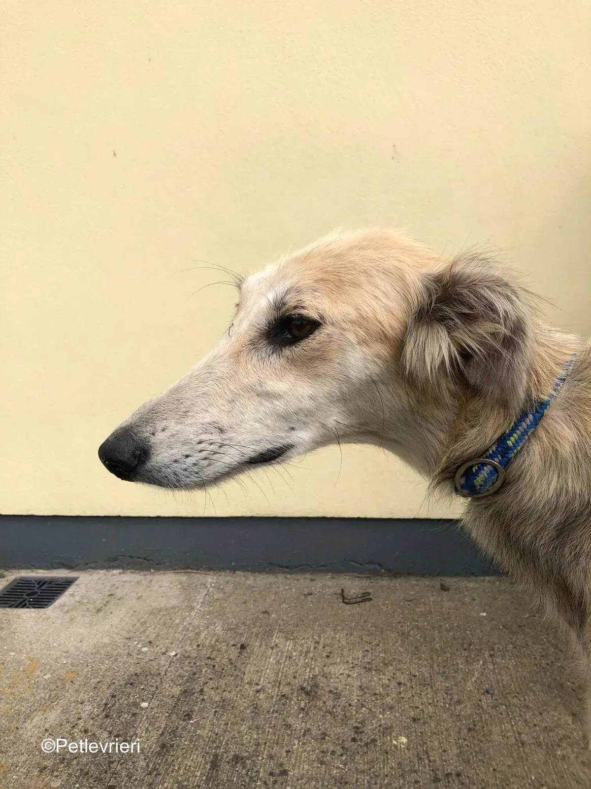 gemma adozione levrieri greyhound 7