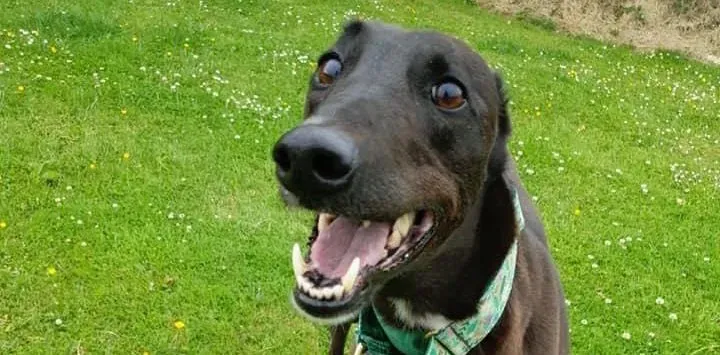 gemma adozione levrieri greyhound 9 1 e1624708072949