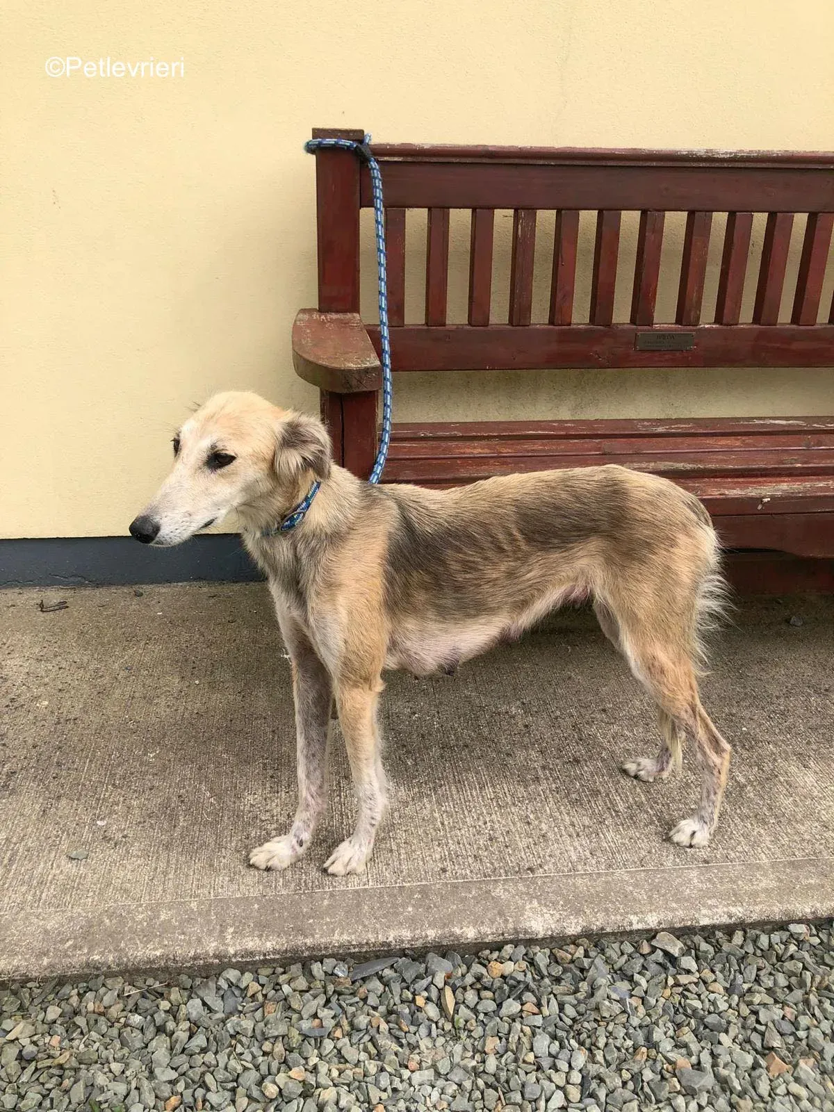 gemma adozione levrieri greyhound 9