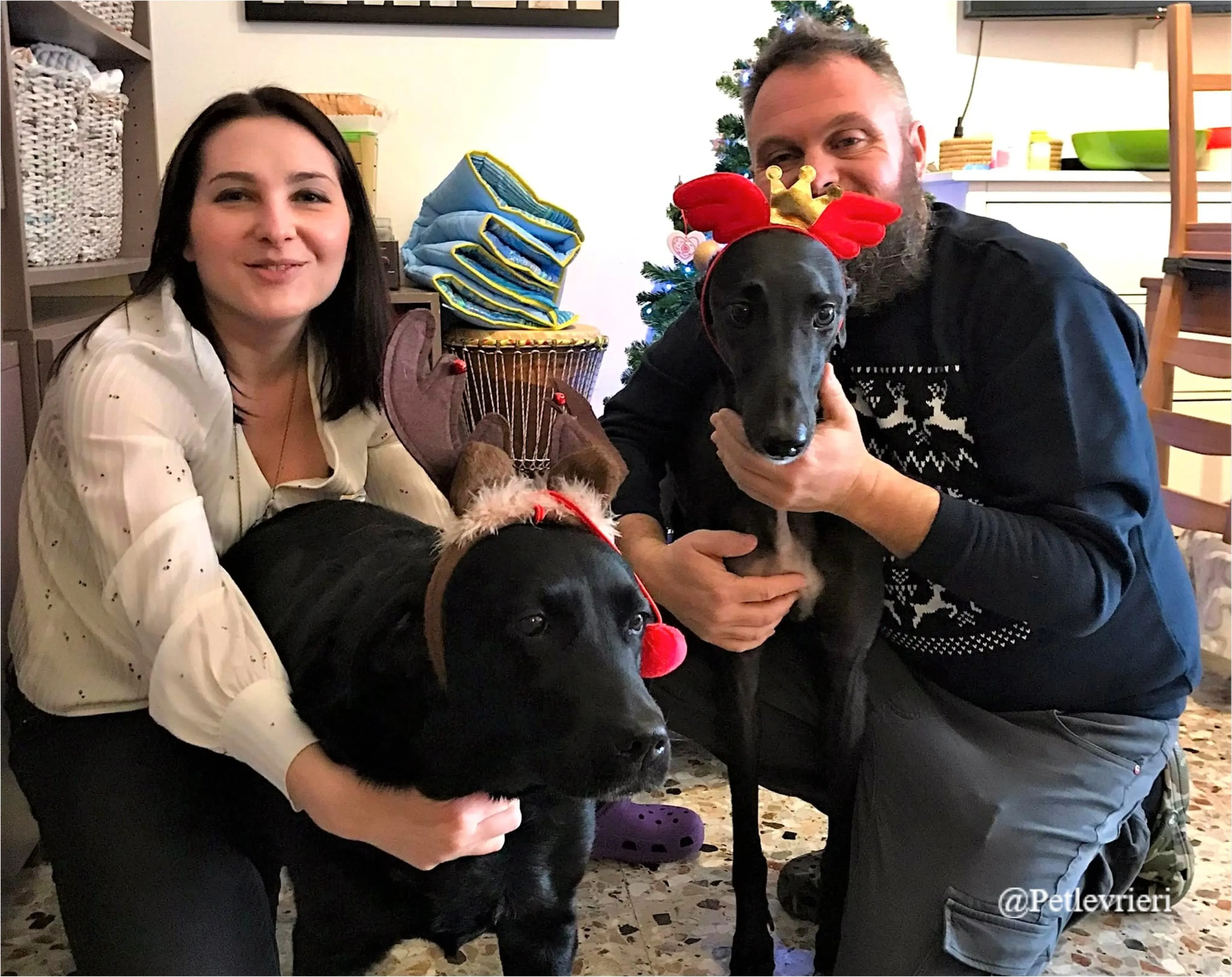 gemmina pet levrieri natale 2021