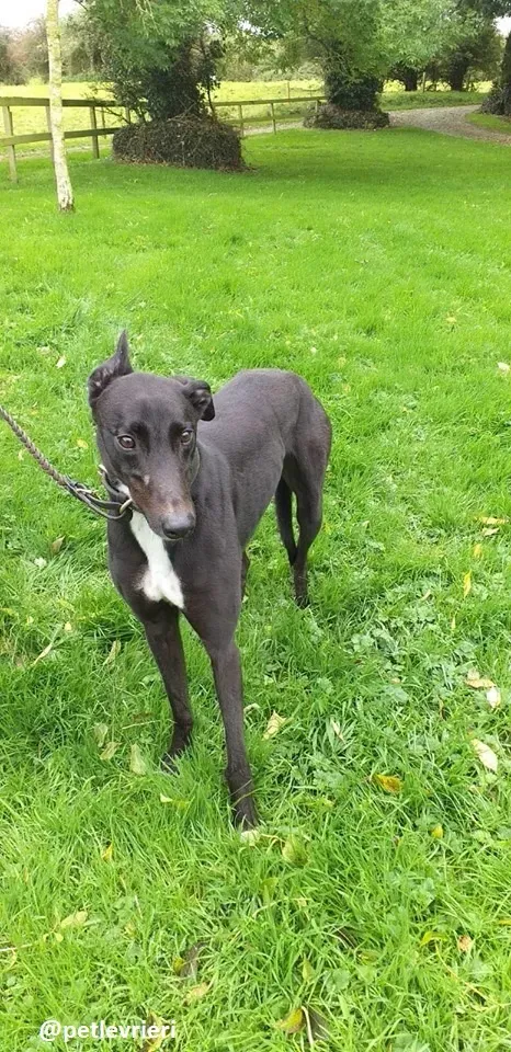 geordie adozione greyhound 1