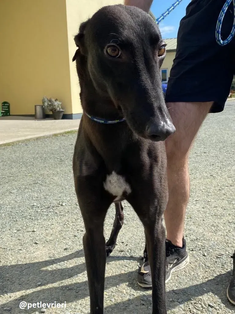 george adozione greyhound 1