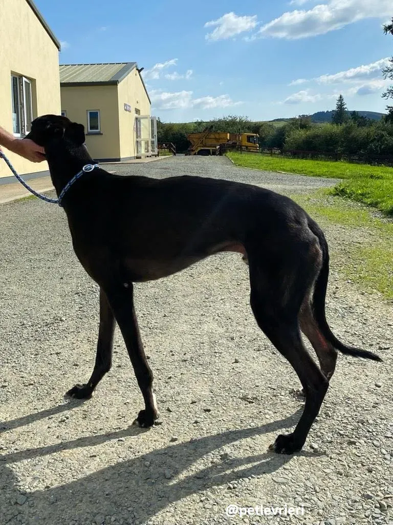 george adozione greyhound 2