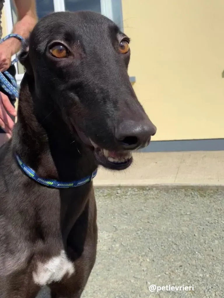 george adozione greyhound 3