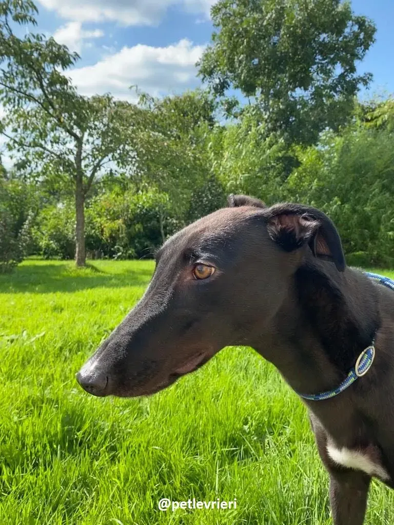 george adozione greyhound 4