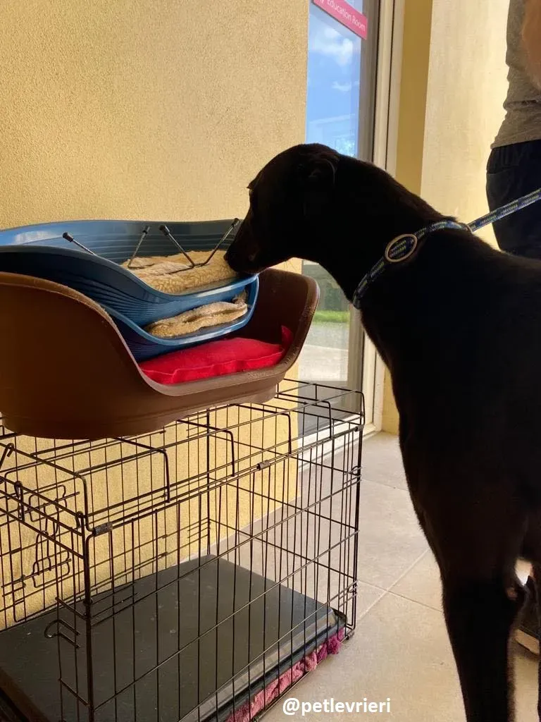 george adozione greyhound 5