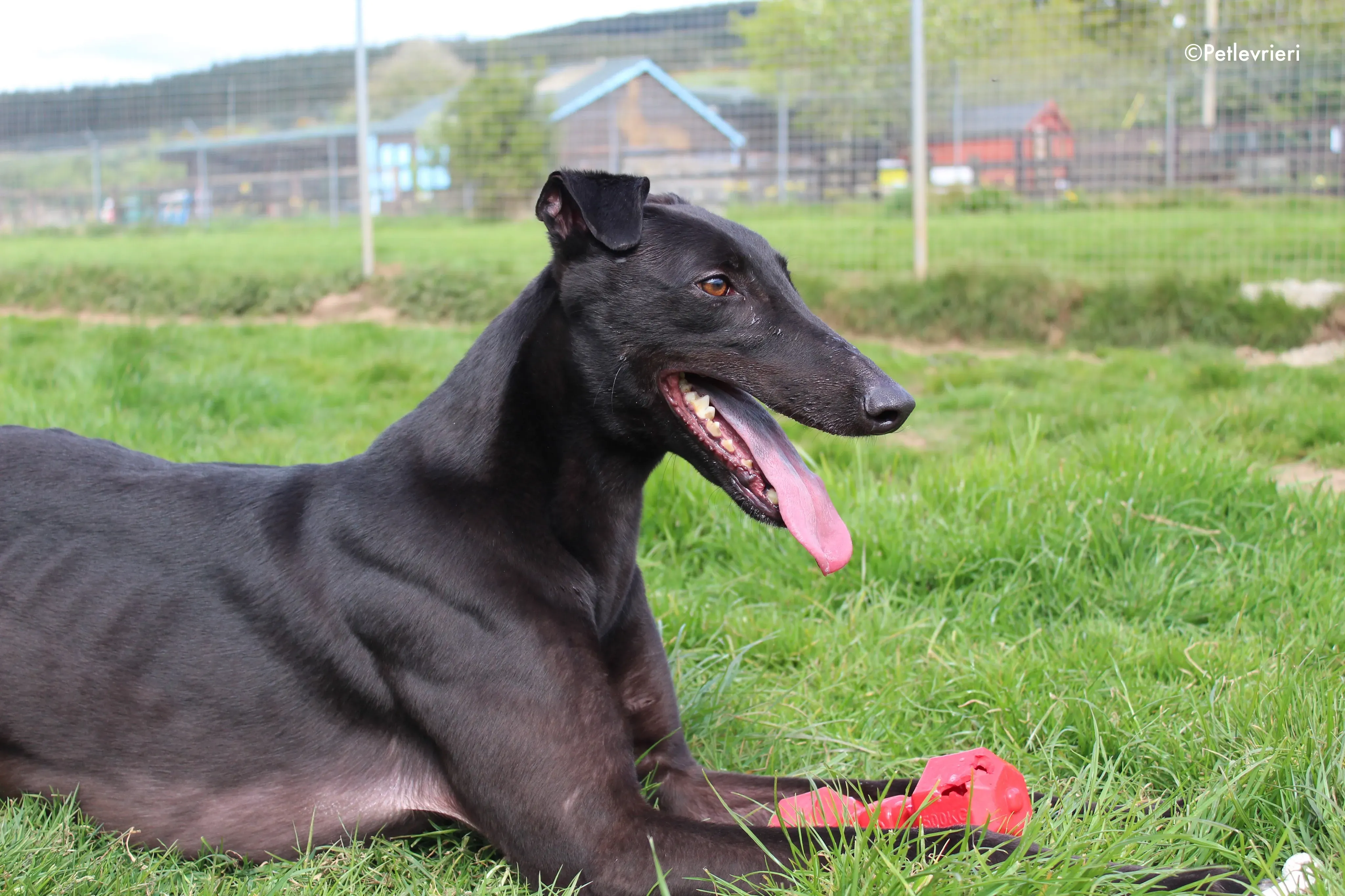 george adozione levrieri greyhound 1