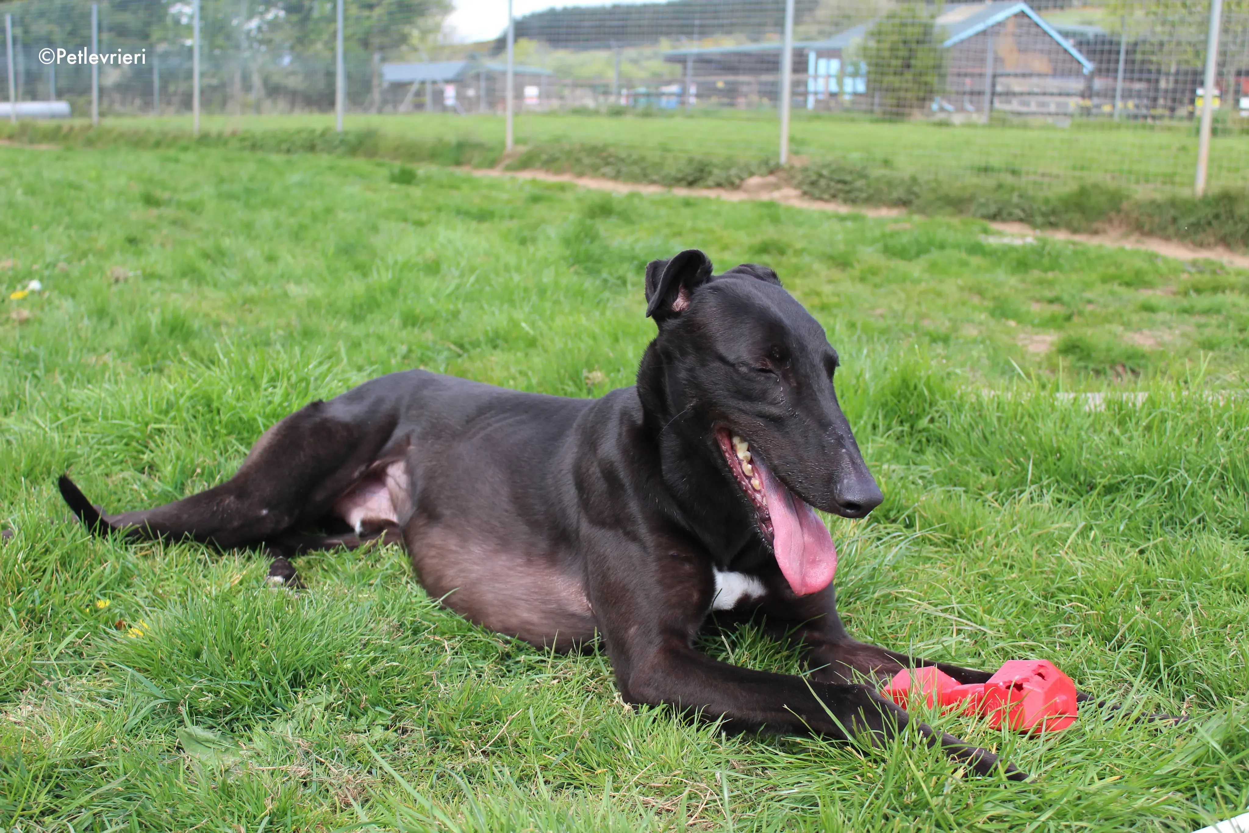 george adozione levrieri greyhound 12