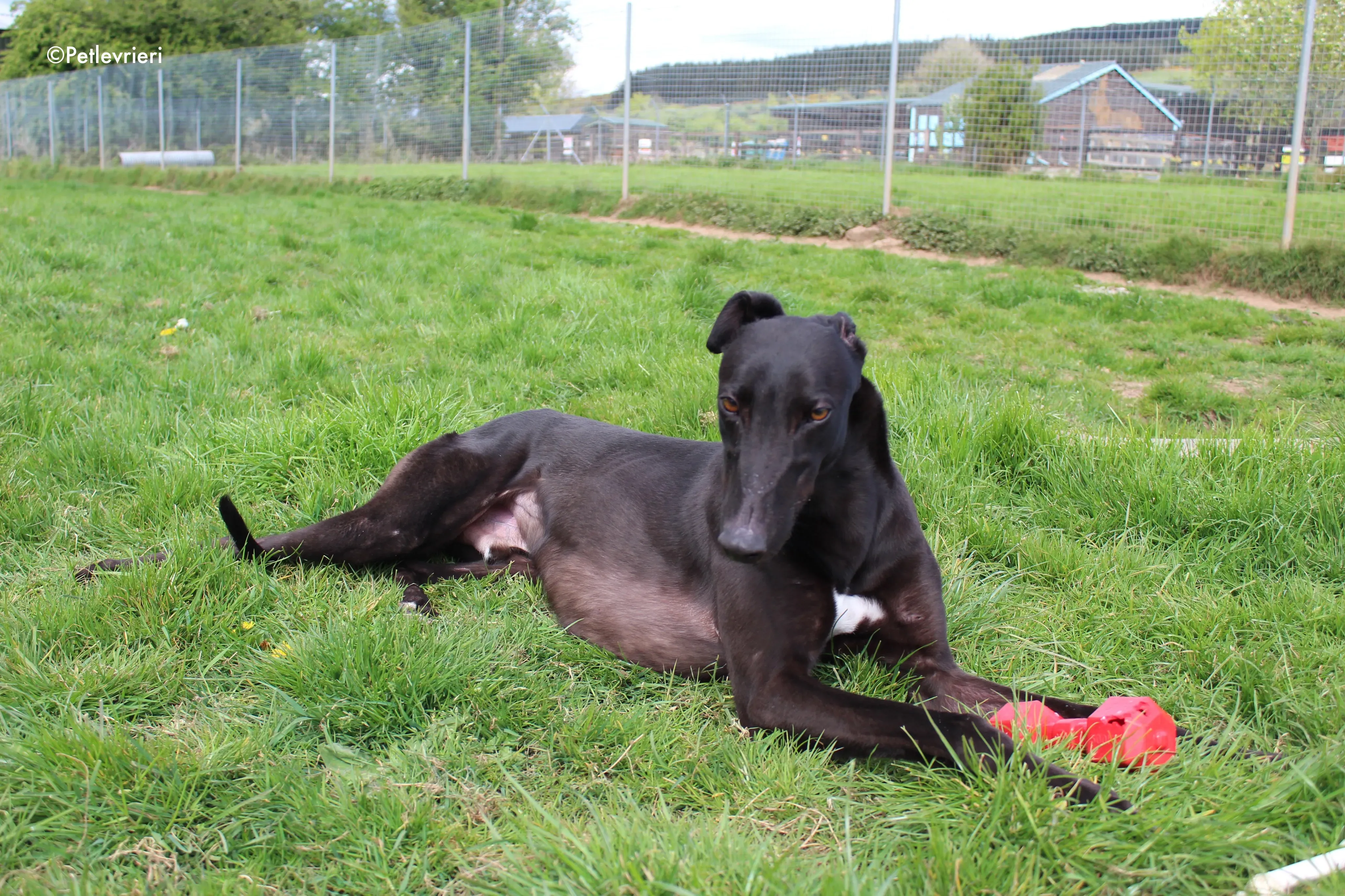 george adozione levrieri greyhound 13