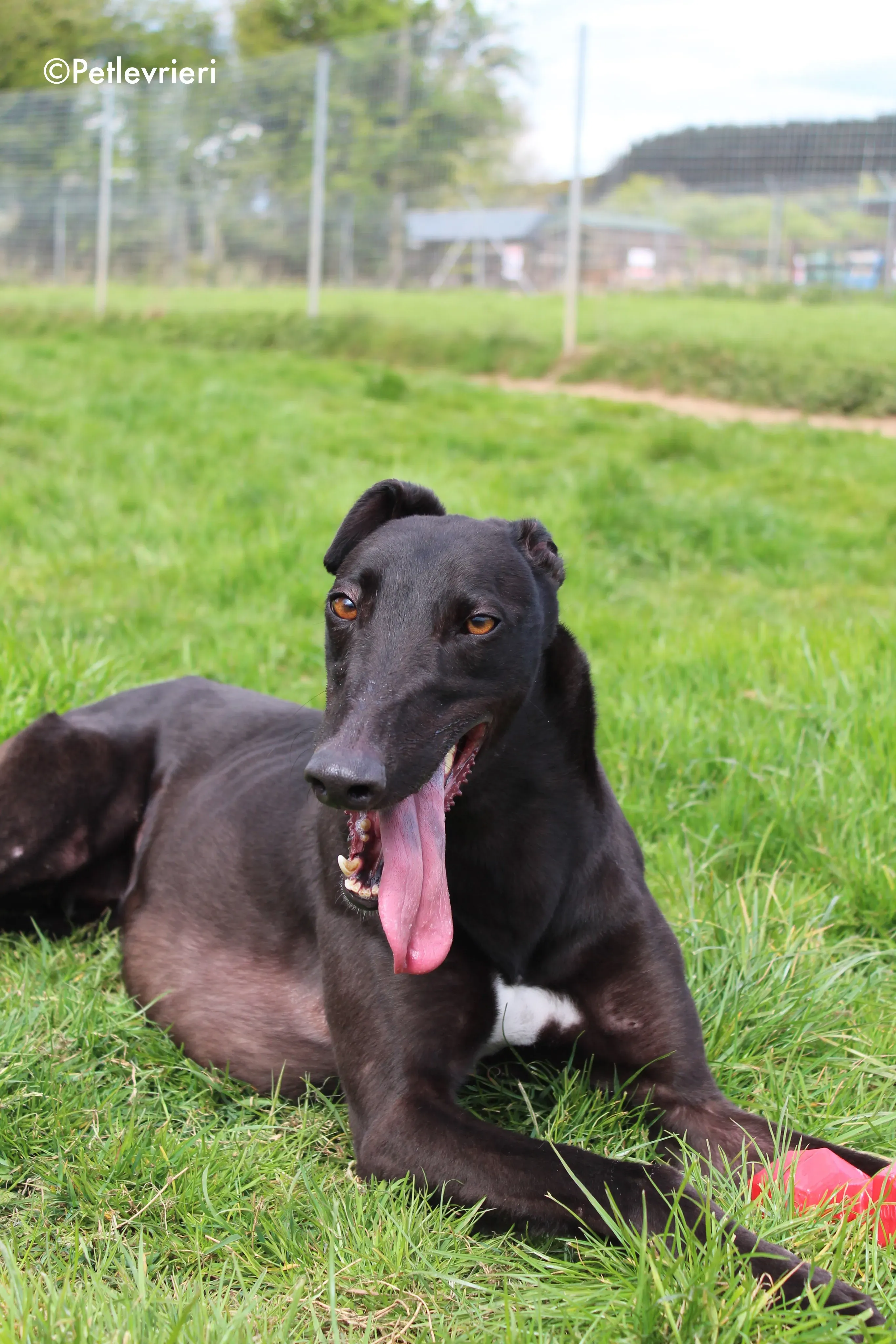 george adozione levrieri greyhound 10