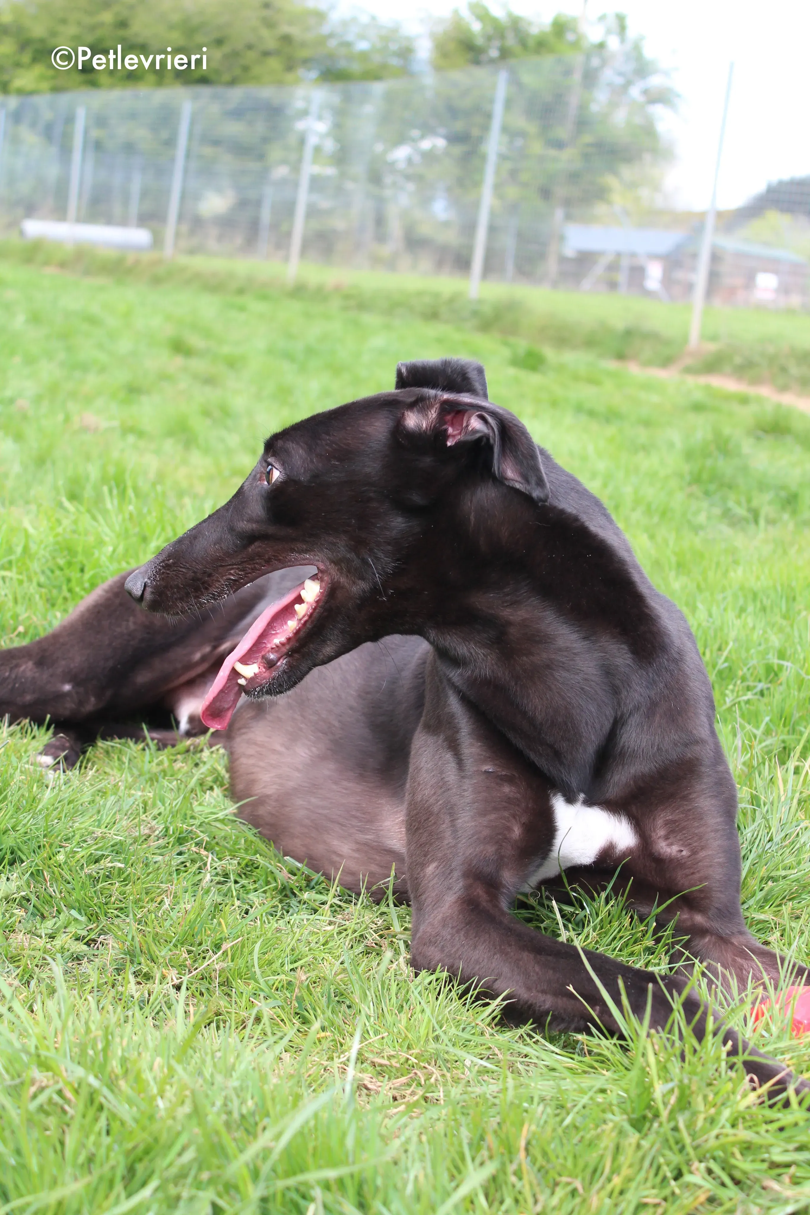 george adozione levrieri greyhound 11