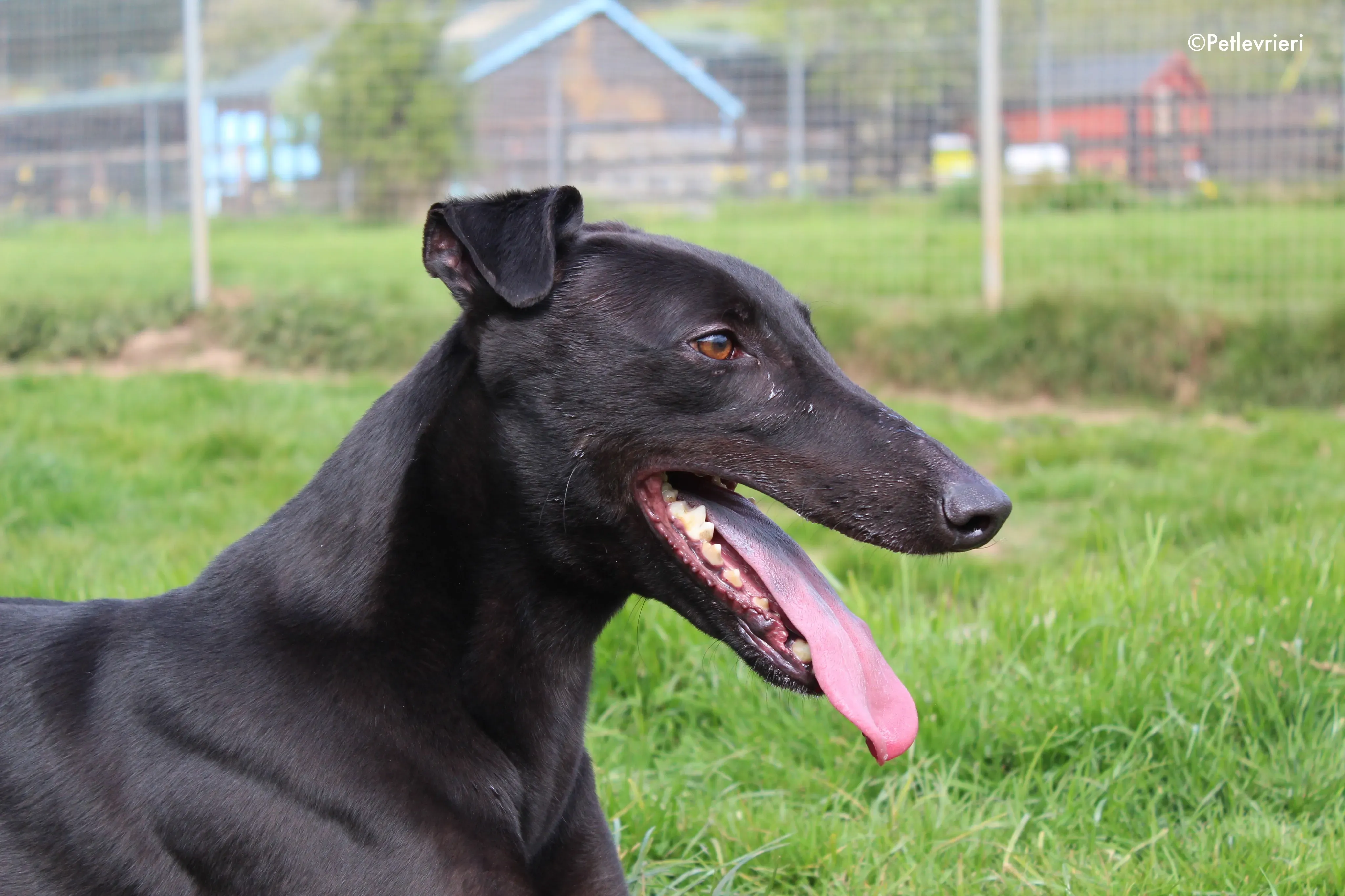 george adozione levrieri greyhound 14