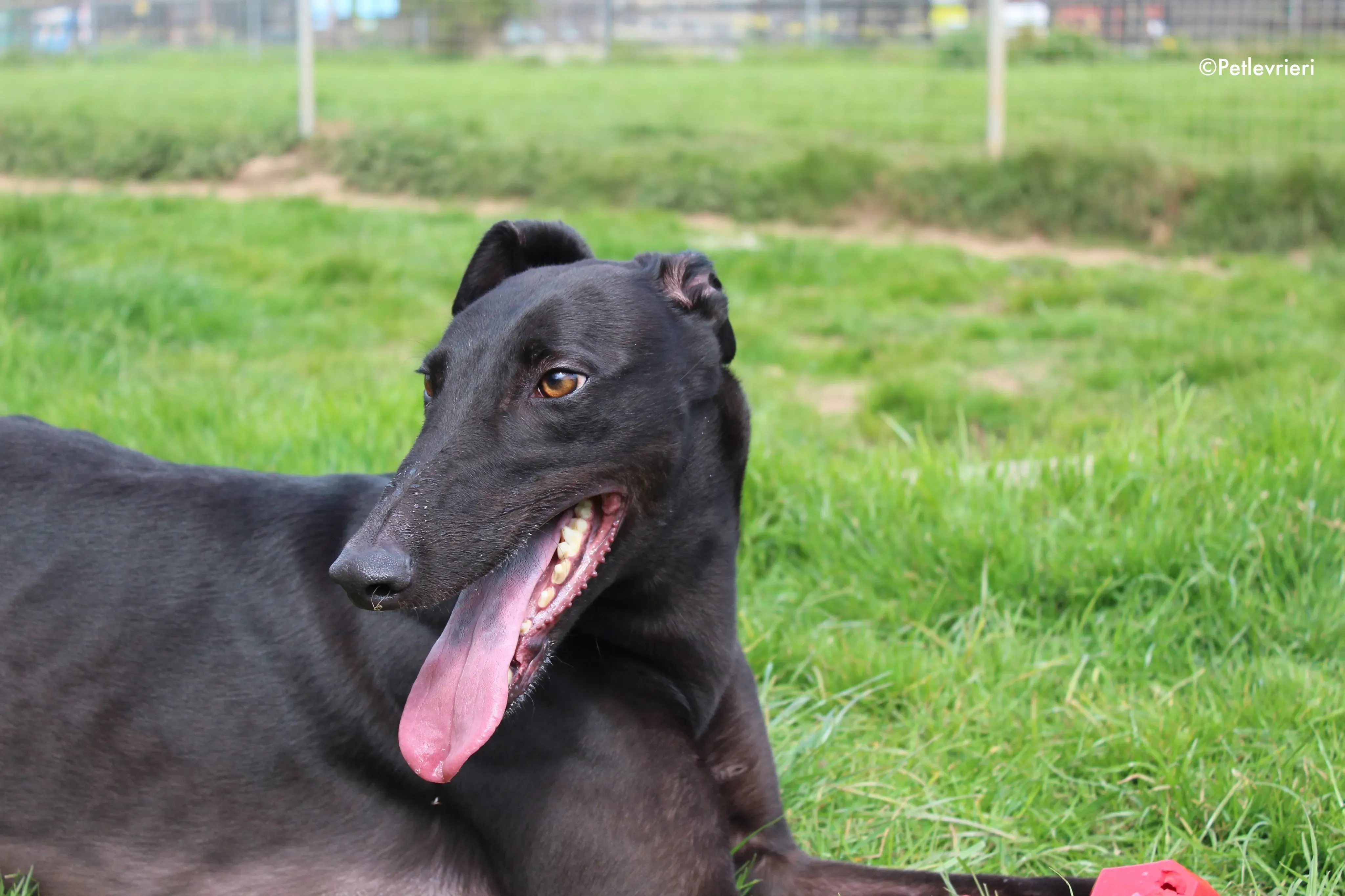 george adozione levrieri greyhound 2