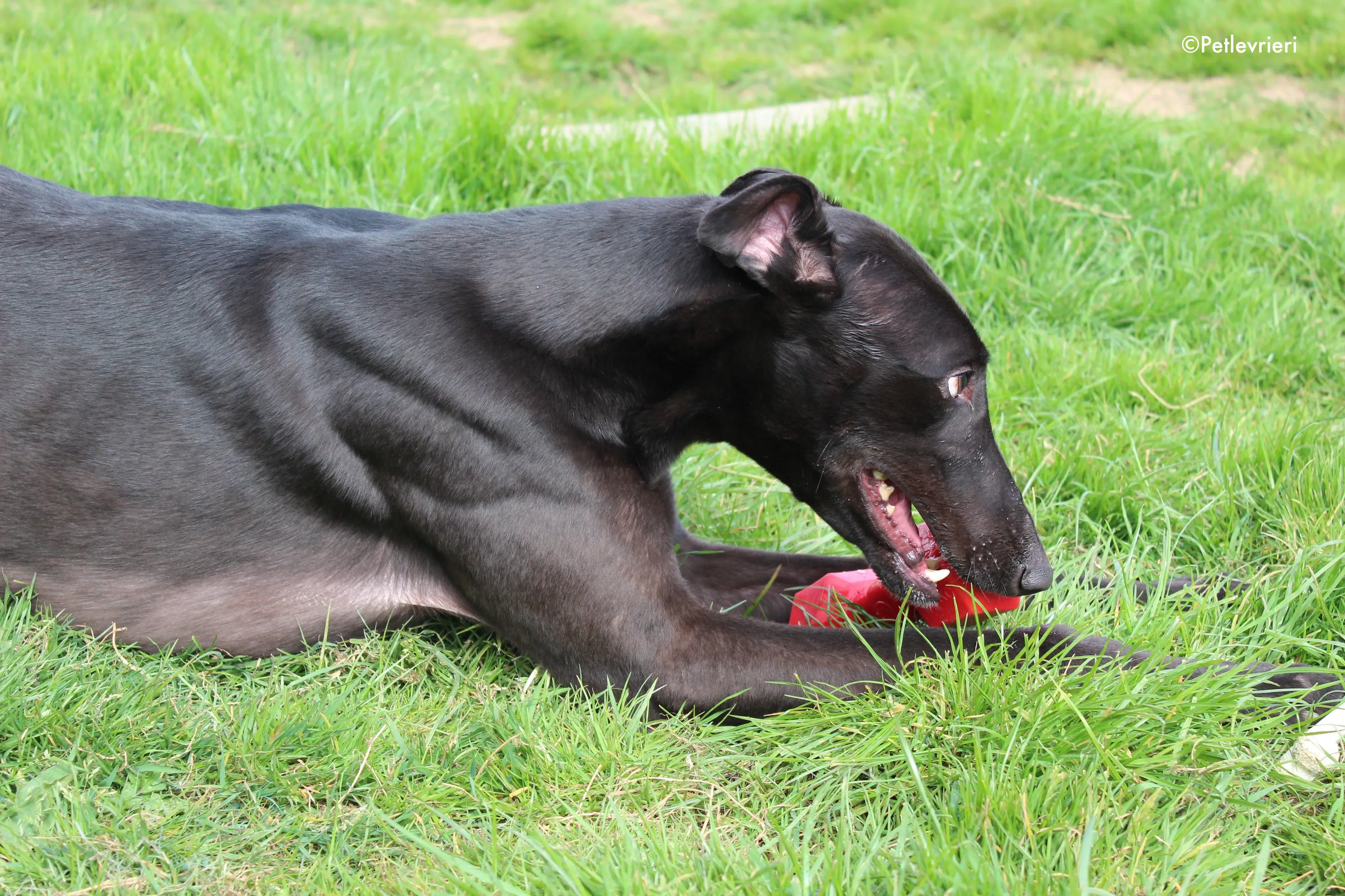 george adozione levrieri greyhound 3