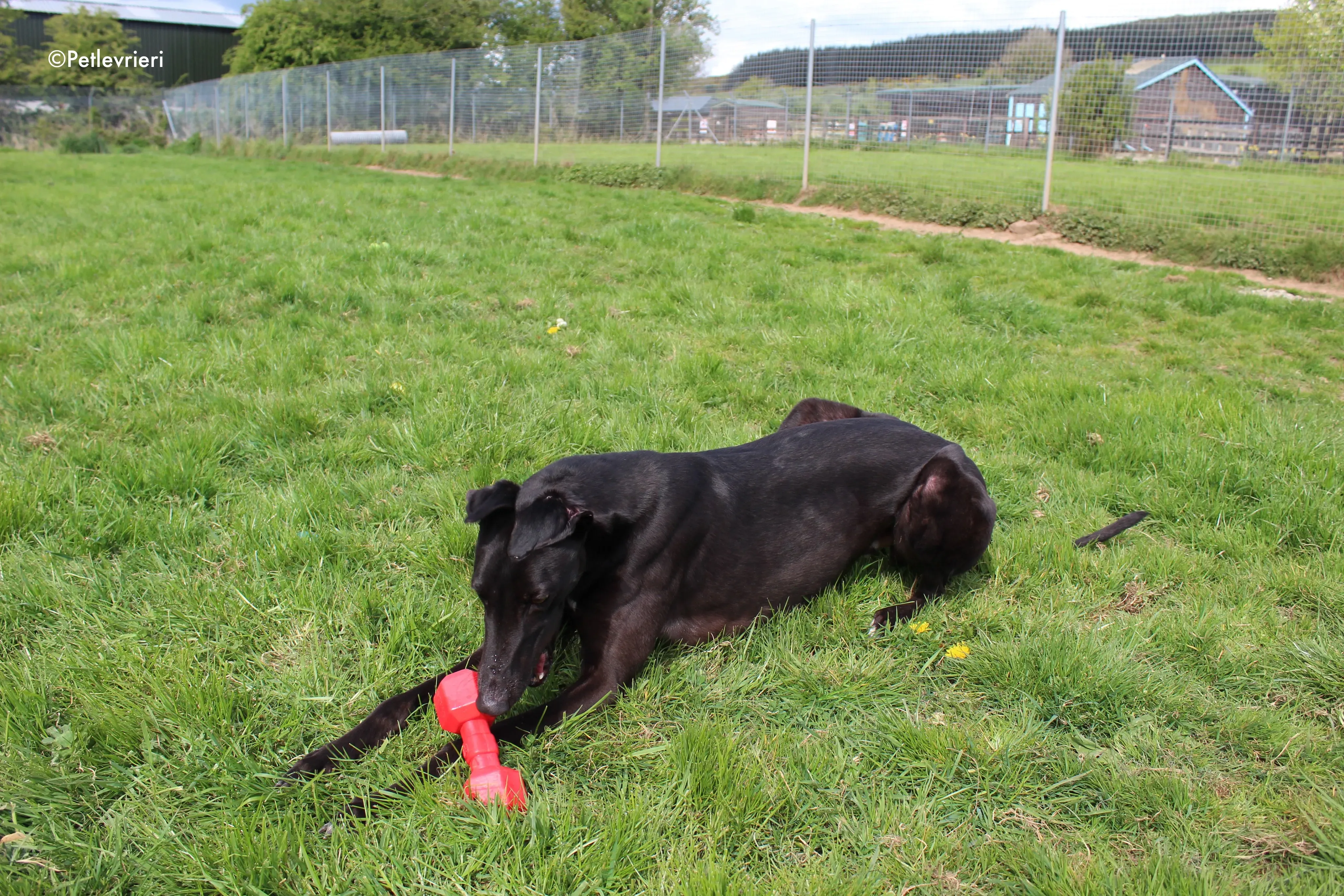 george adozione levrieri greyhound 6