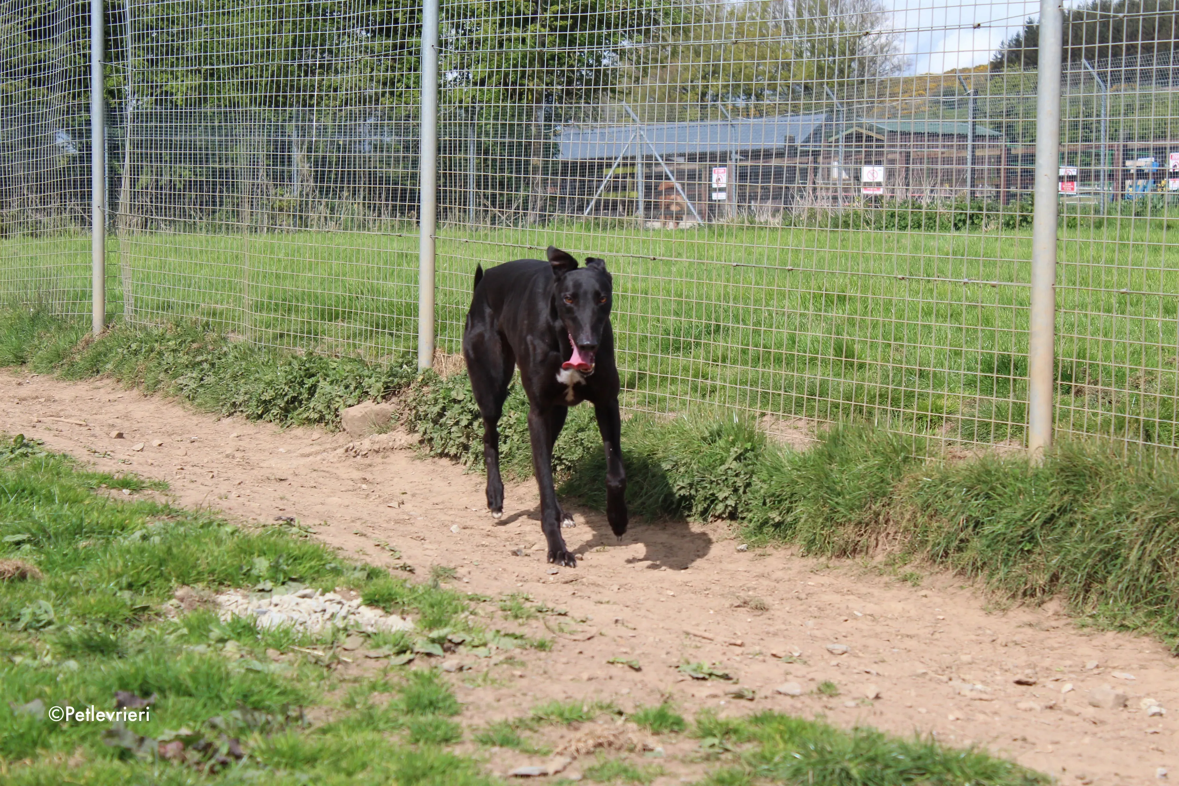 george adozione levrieri greyhound 9