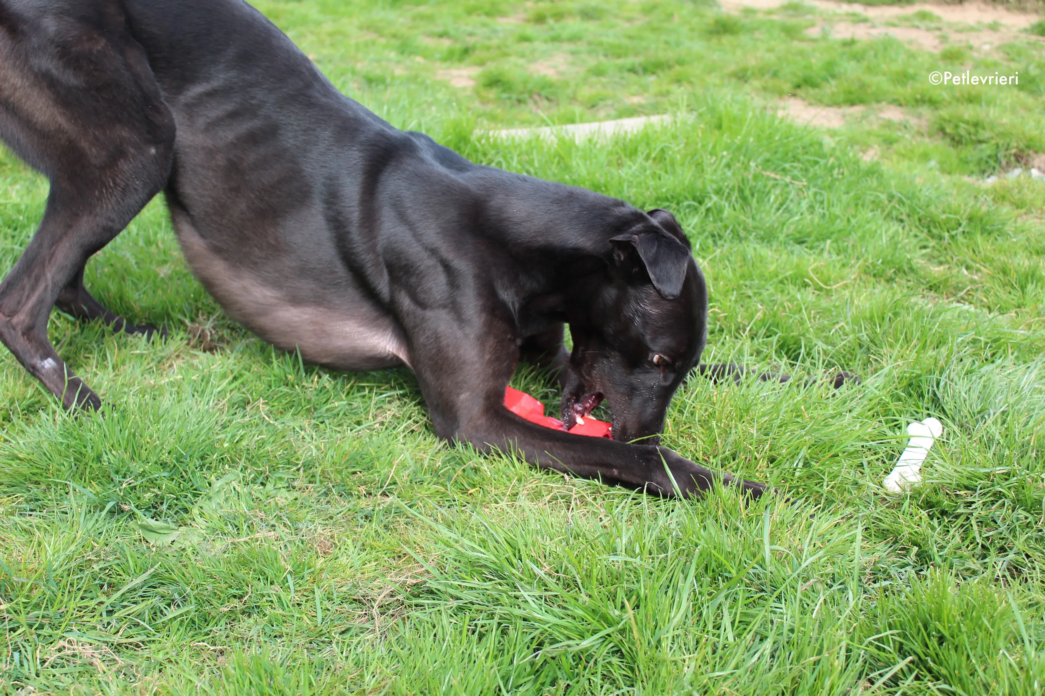 george adozione levrieri greyhound 4