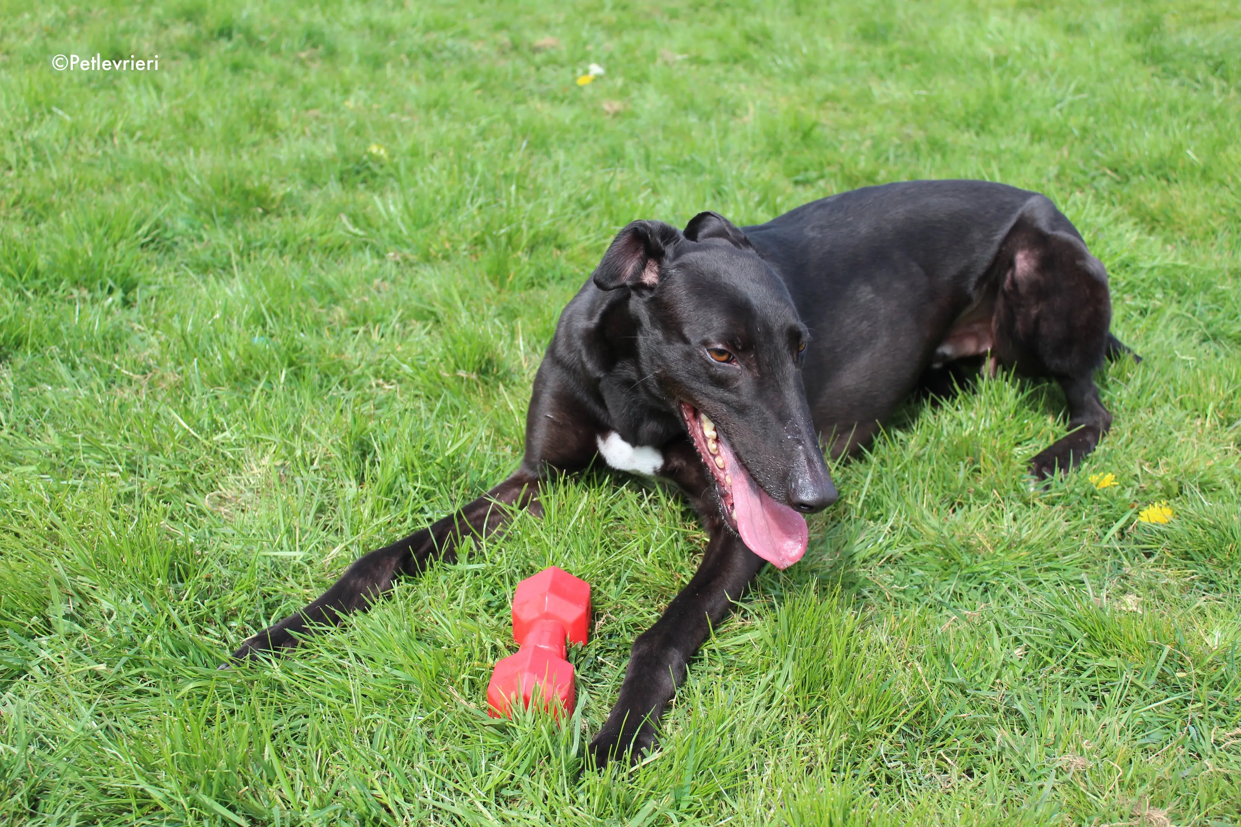 george adozione levrieri greyhound 5