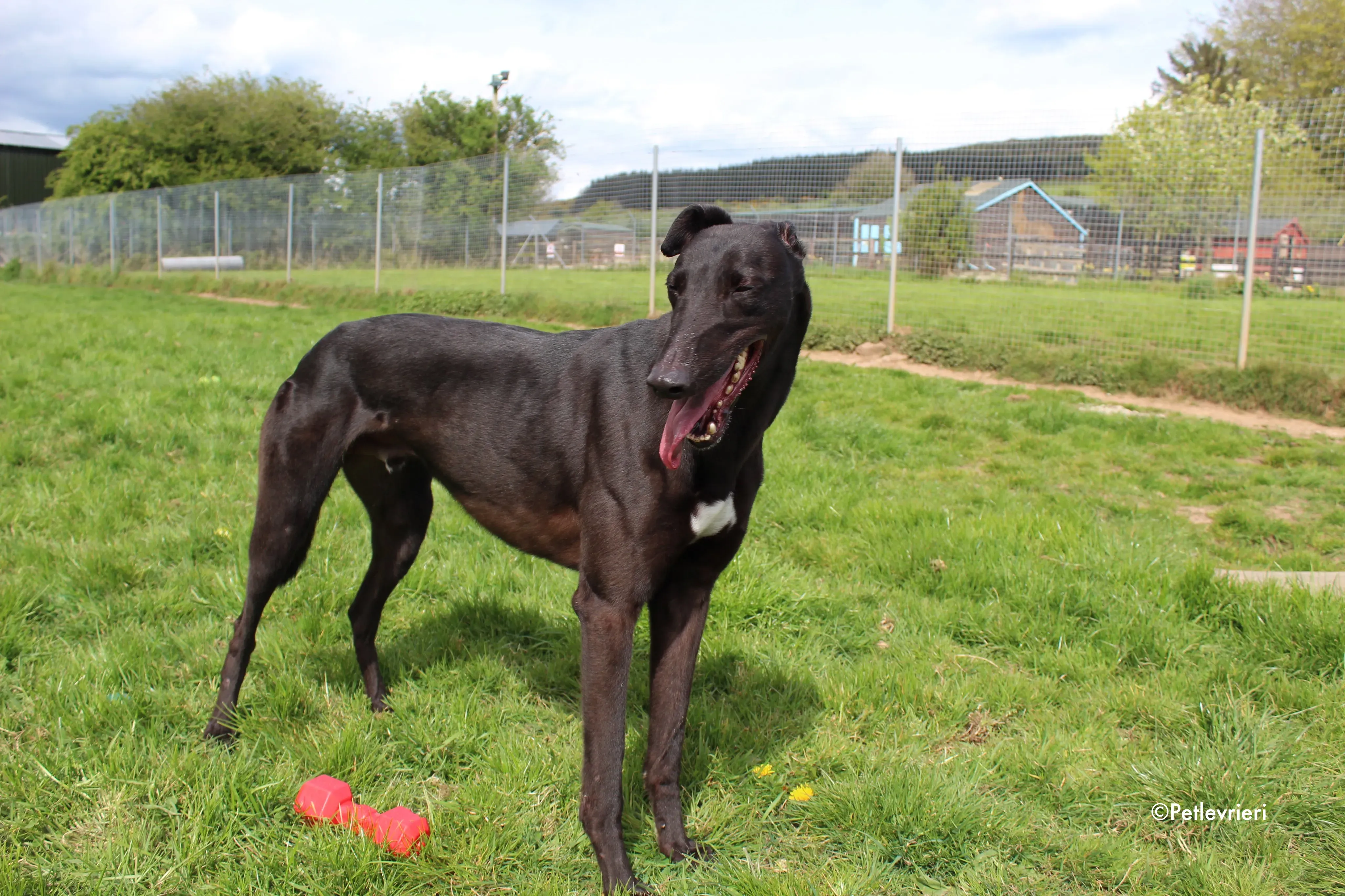 george adozione levrieri greyhound 7