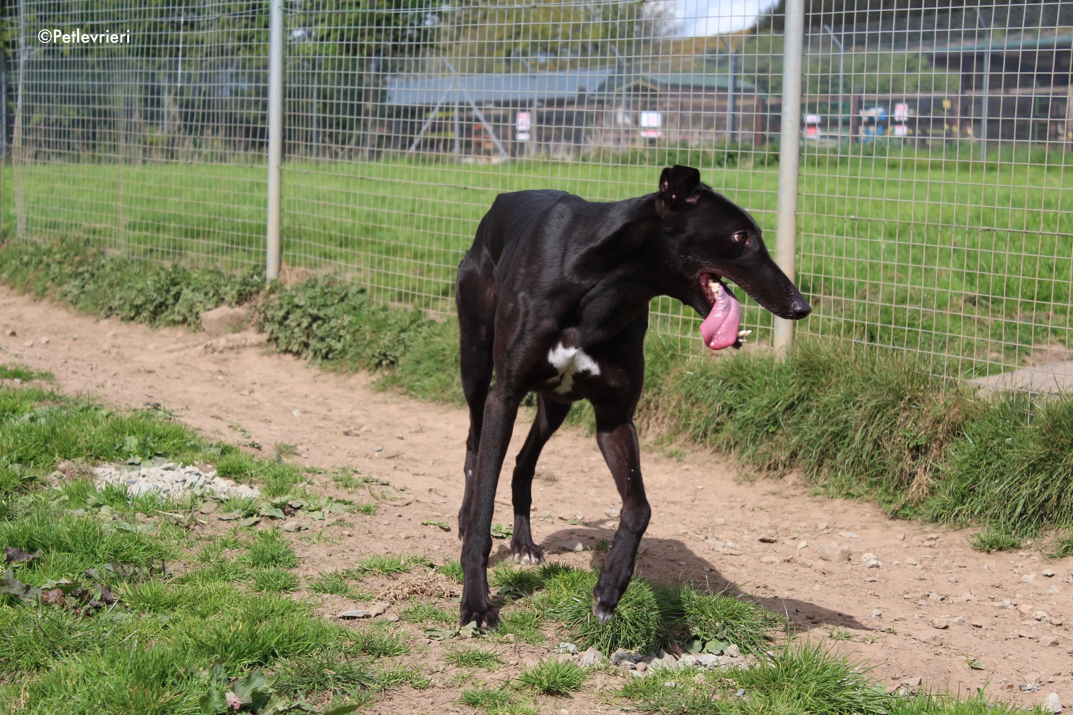 george adozione levrieri greyhound 8