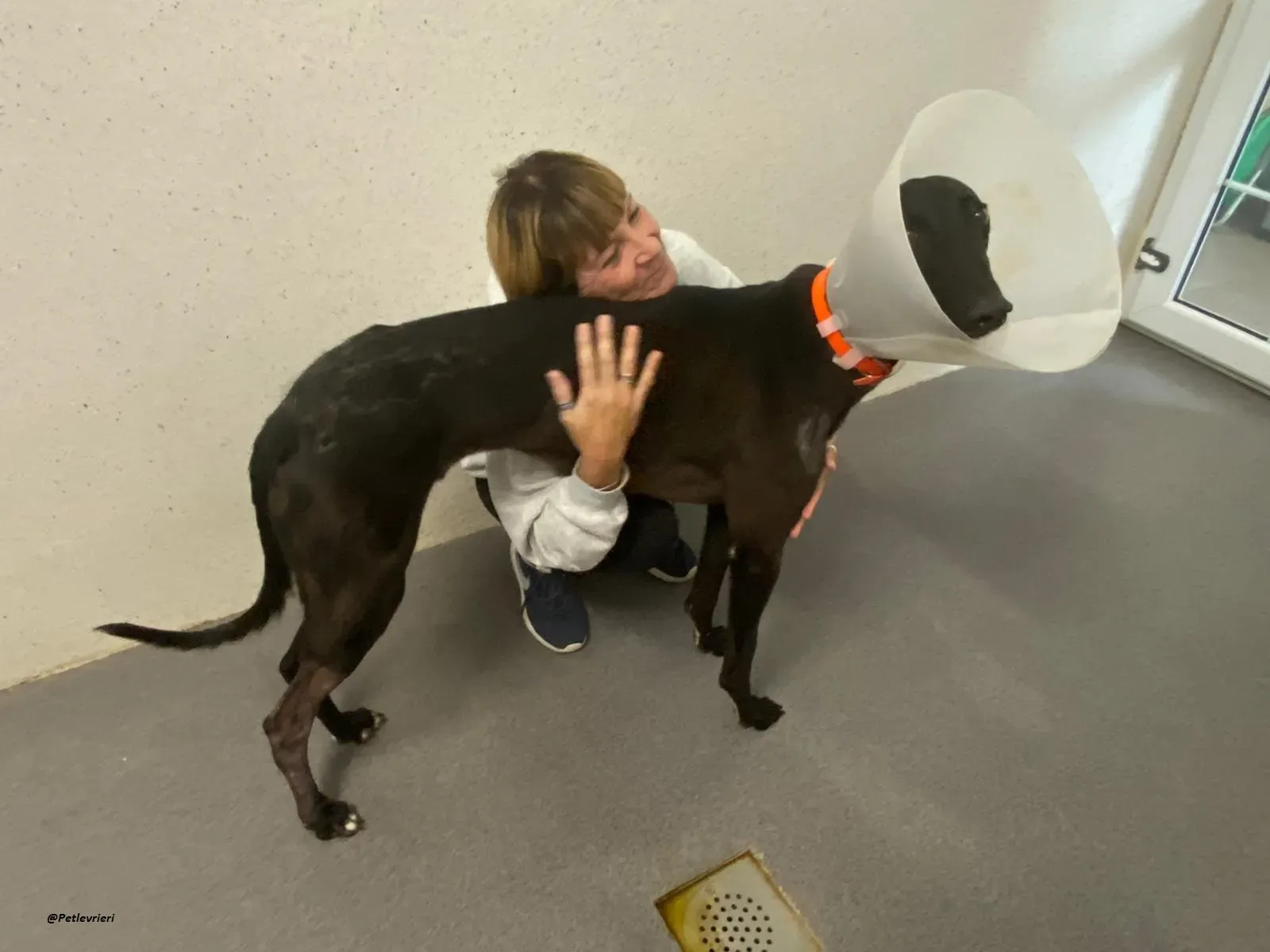 george.greyhound.adozione.levrieri 10