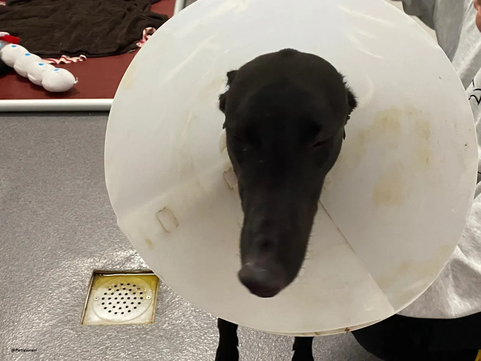 george.greyhound.adozione.levrieri 11