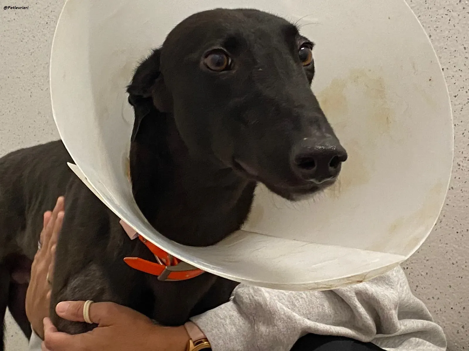 george.greyhound.adozione.levrieri 12