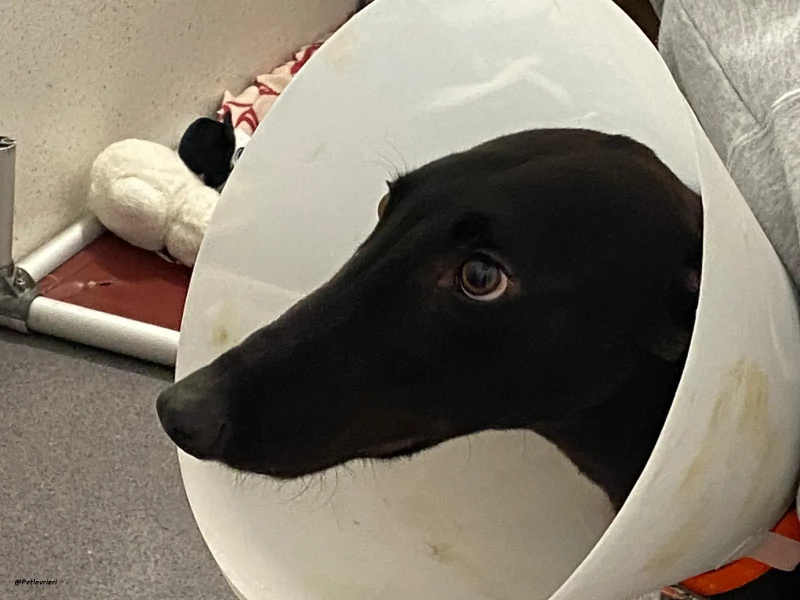 george.greyhound.adozione.levrieri 13