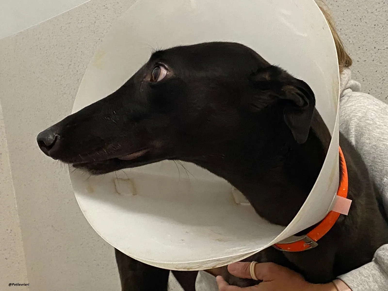 george.greyhound.adozione.levrieri 14