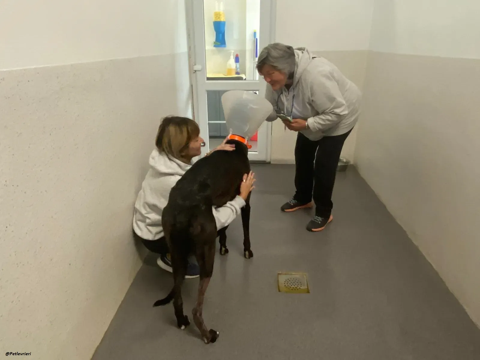 george.greyhound.adozione.levrieri 16