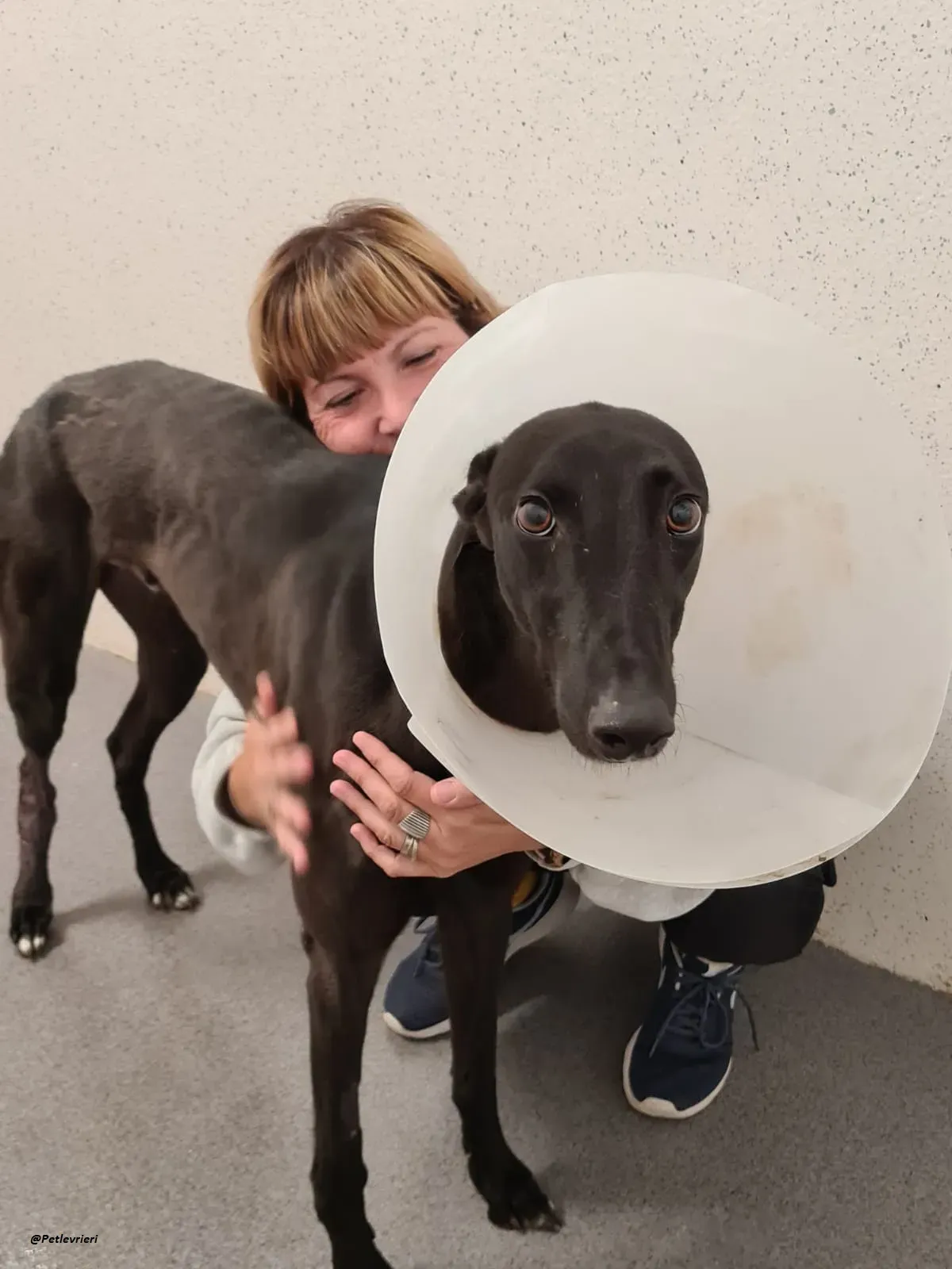 george.greyhound.adozione.levrieri 3