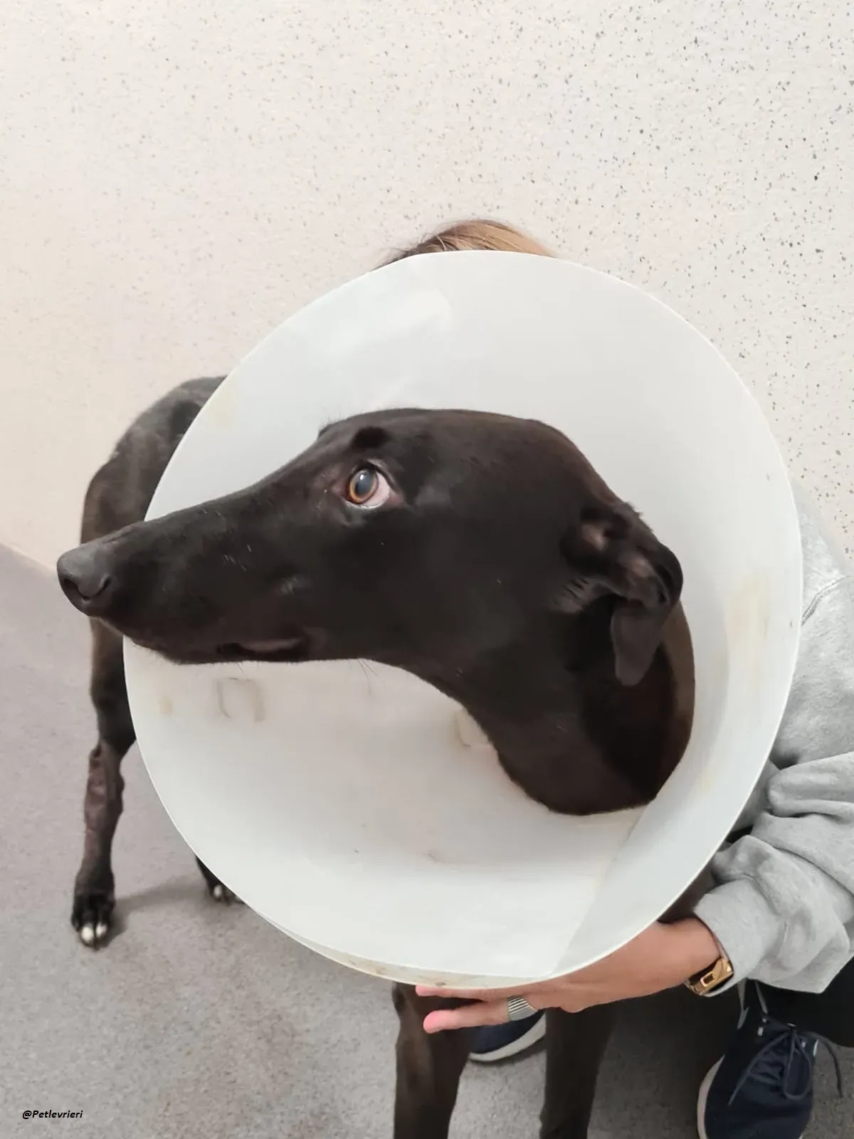 george.greyhound.adozione.levrieri 4