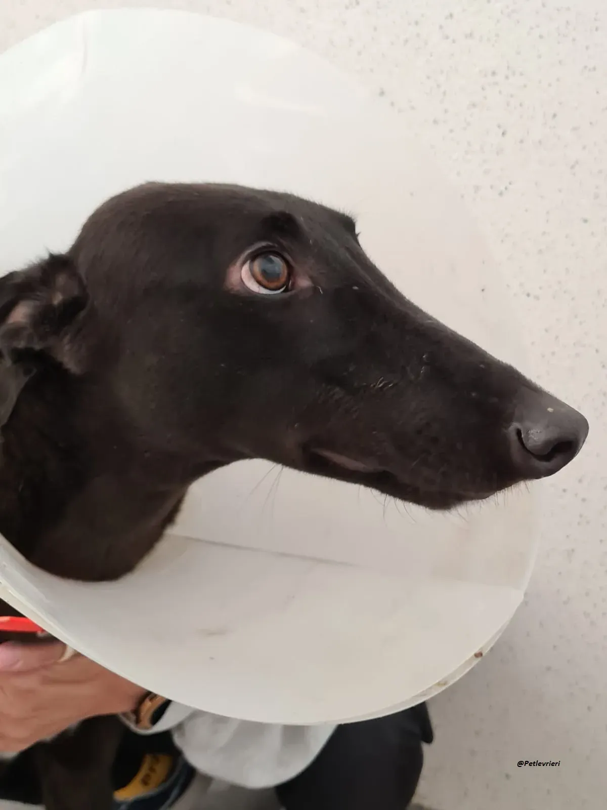 george.greyhound.adozione.levrieri 5