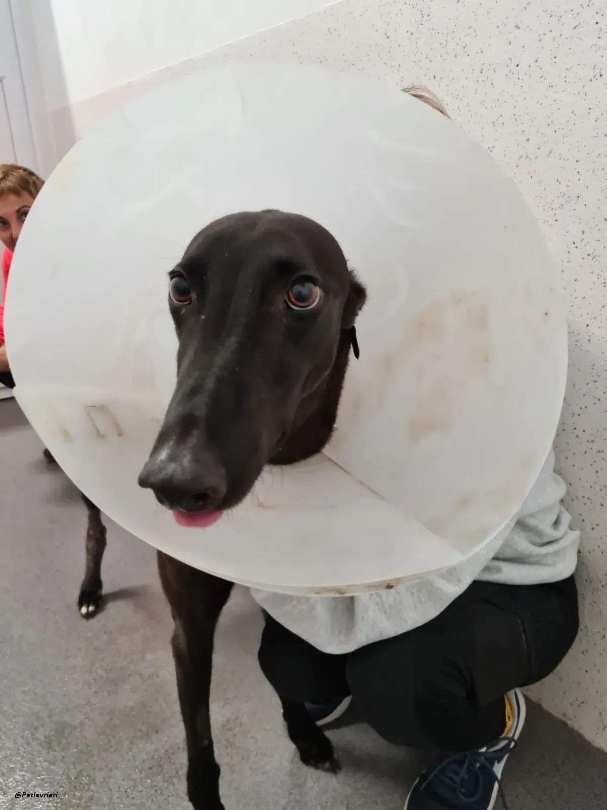 george.greyhound.adozione.levrieri 7