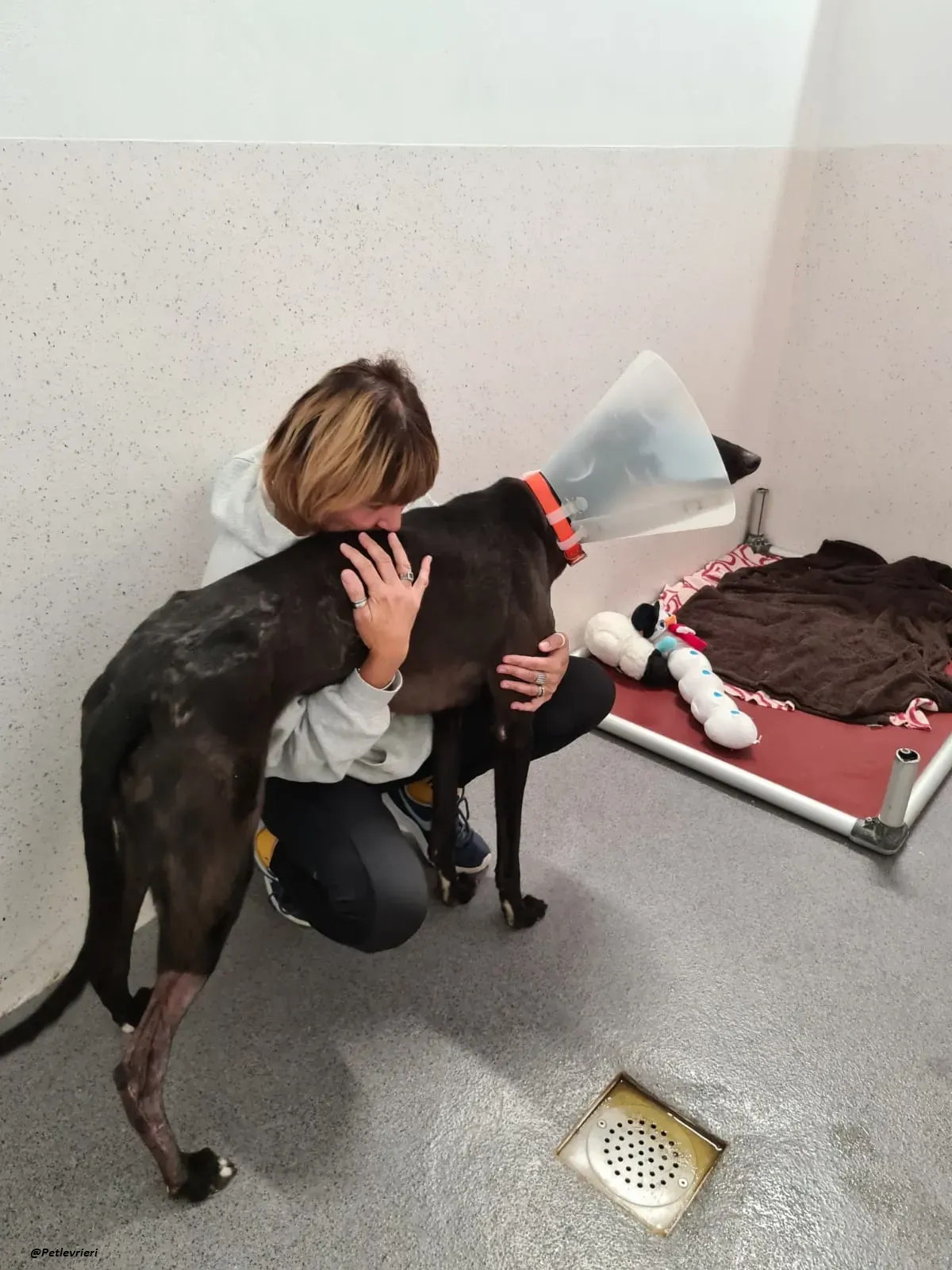 george.greyhound.adozione.levrieri 8