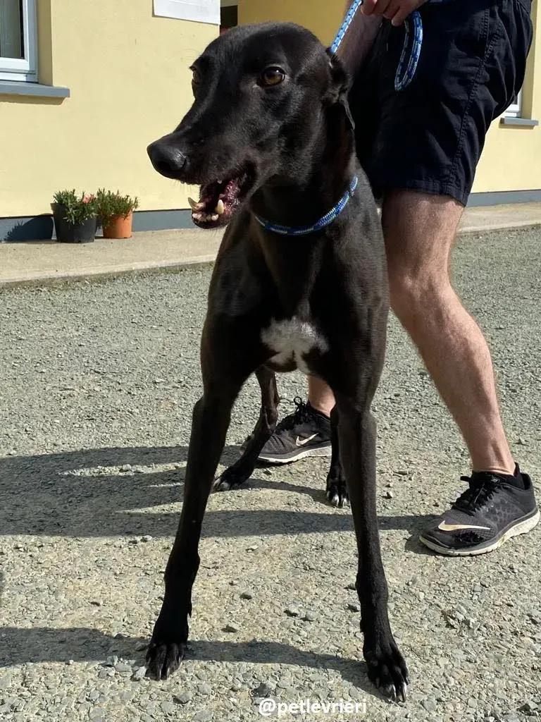 geprge adozione greyhound