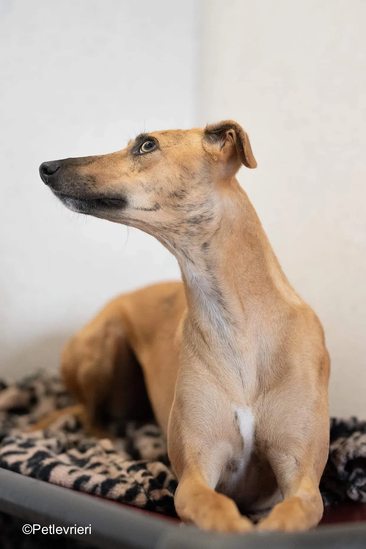 gianna adozione levrieri greyhound lurcher 1