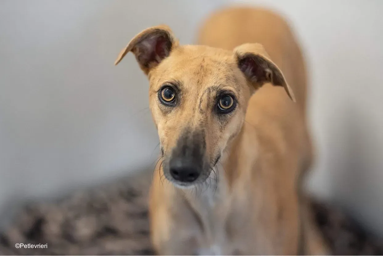 gianna adozione levrieri greyhound lurcher 2