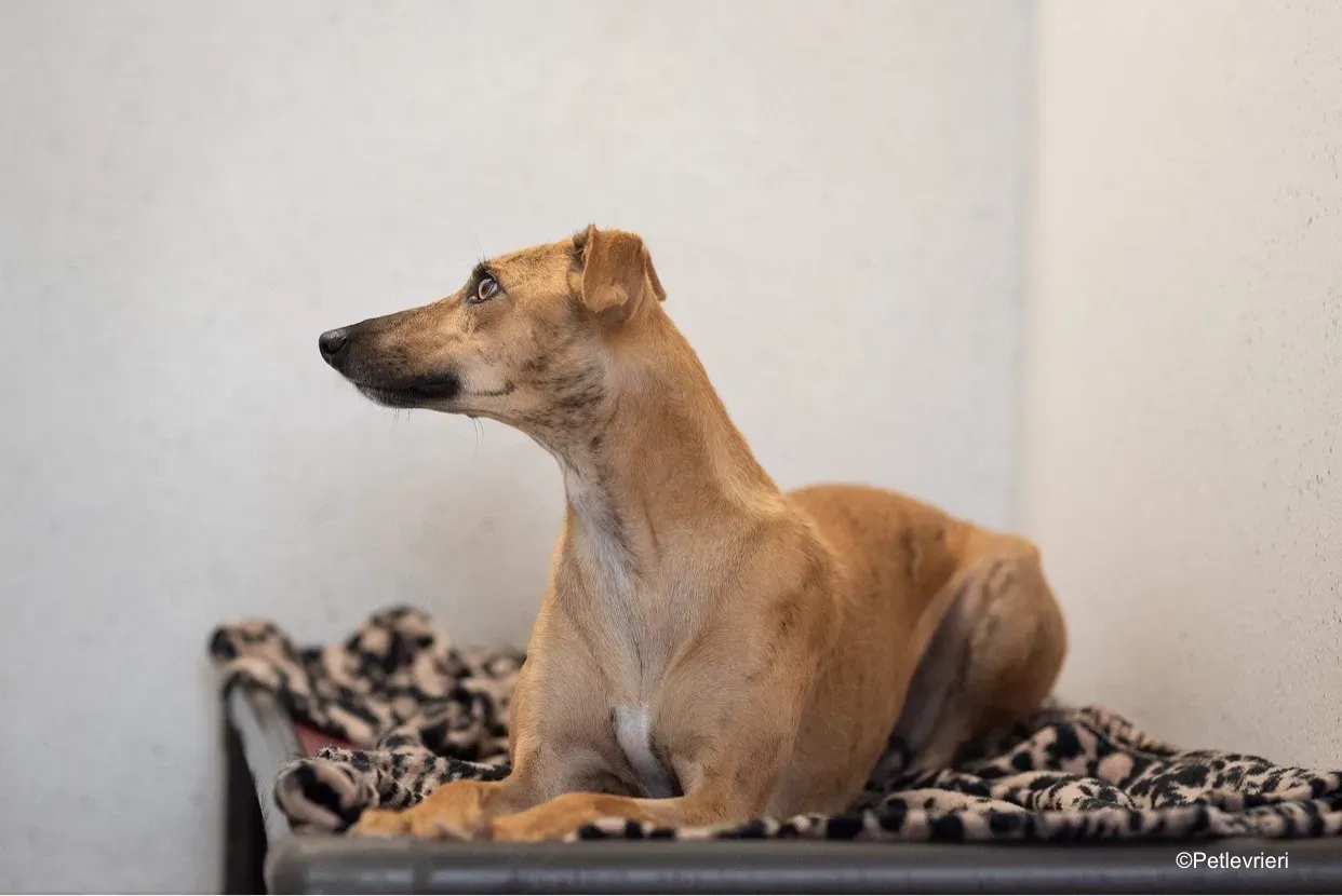 gianna adozione levrieri greyhound lurcher 3